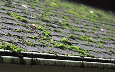 How Fungus Can Damage Your Roof