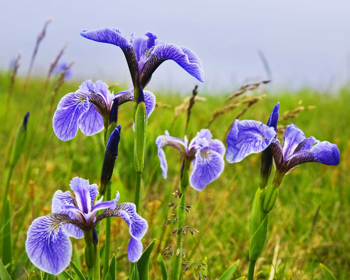 Cluster of iris flowers