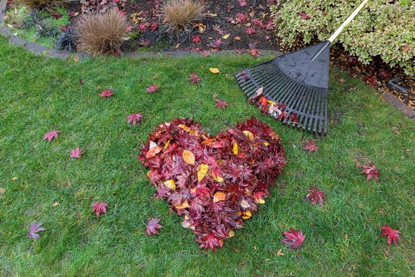 backyard leaves raked into heart